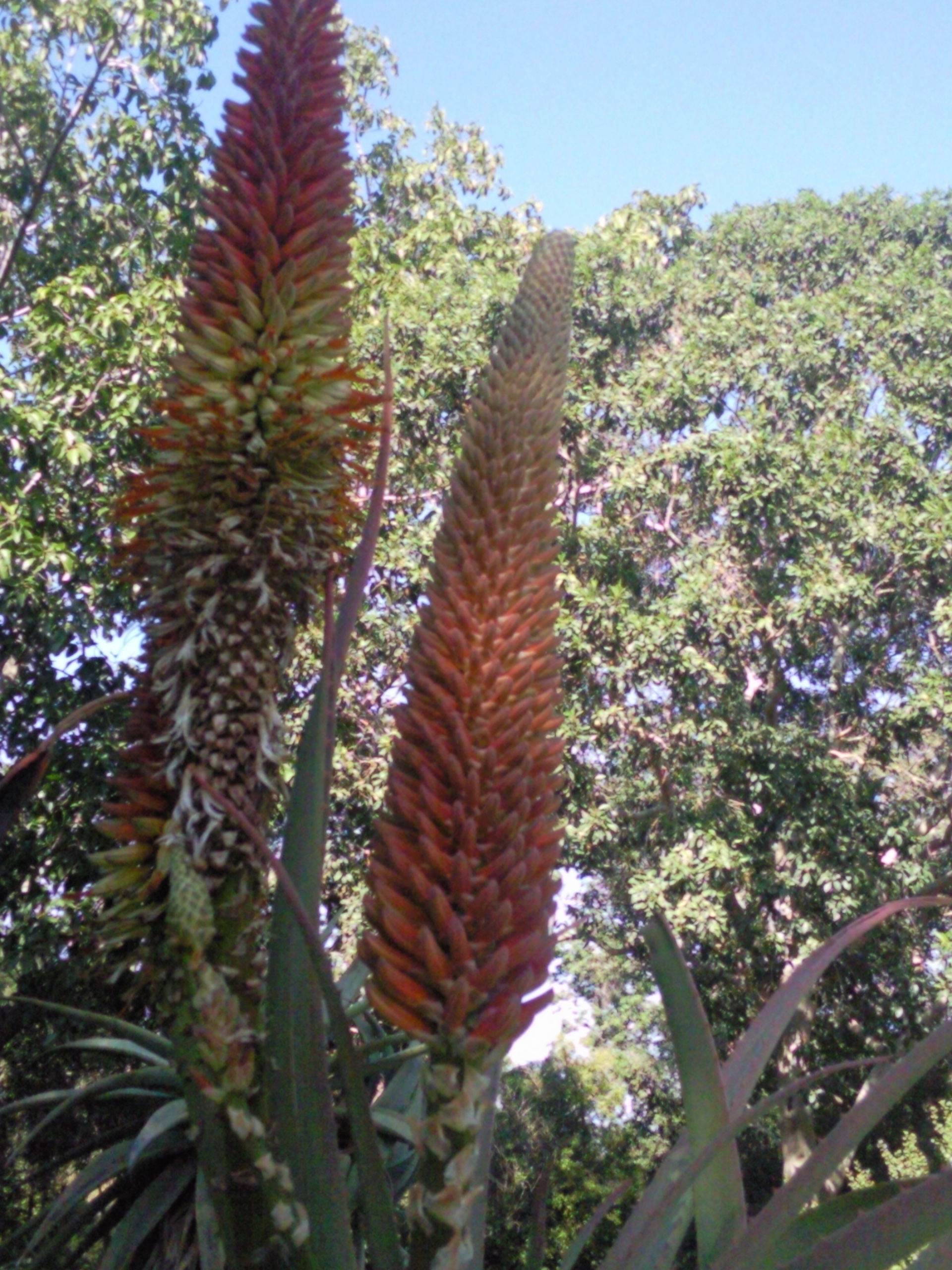 aloe marlothi